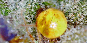 Read more about the article Pinkman Goo: Plant Guttation by Cali Crop Doc